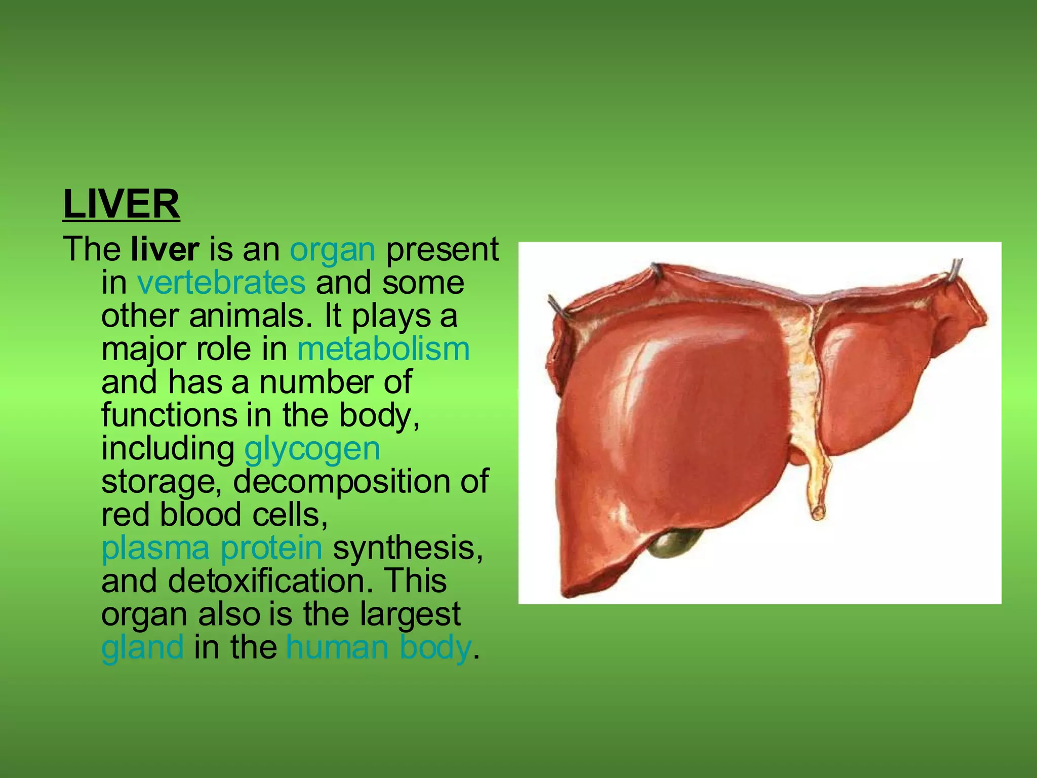 LIVER The  liver  is an  organ  present in  vertebrates  and some other animals. It plays a major role in  metabolism  and has a number of functions in the body, including  glycogen  storage, decomposition of red blood cells,  plasma protein  synthesis, and detoxification. This organ also is the largest  gland  in the  human body .  