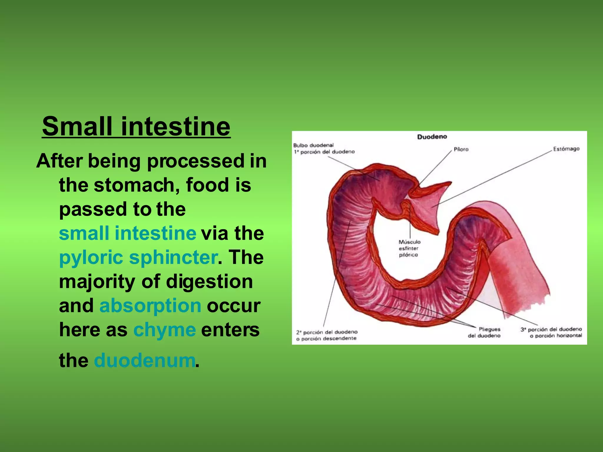 Small intestine After being processed in the stomach, food is passed to the  small intestine  via the  pyloric sphincter . The majority of digestion and  absorption  occur here as  chyme  enters the  duodenum .   