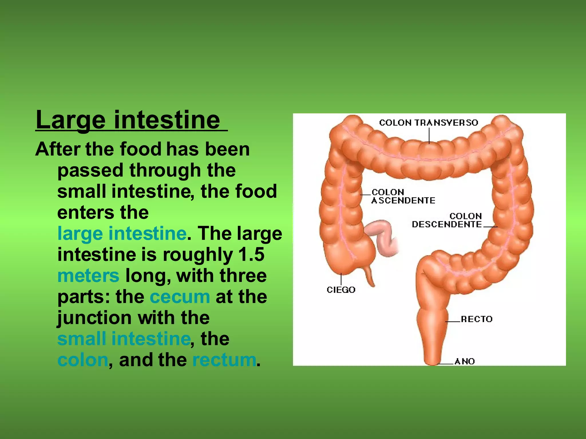Large intestine  After the food has been passed through the small intestine, the food enters the  large intestine . The large intestine is roughly 1.5  meters  long, with three parts: the  cecum  at the junction with the  small intestine , the  colon , and the  rectum .  