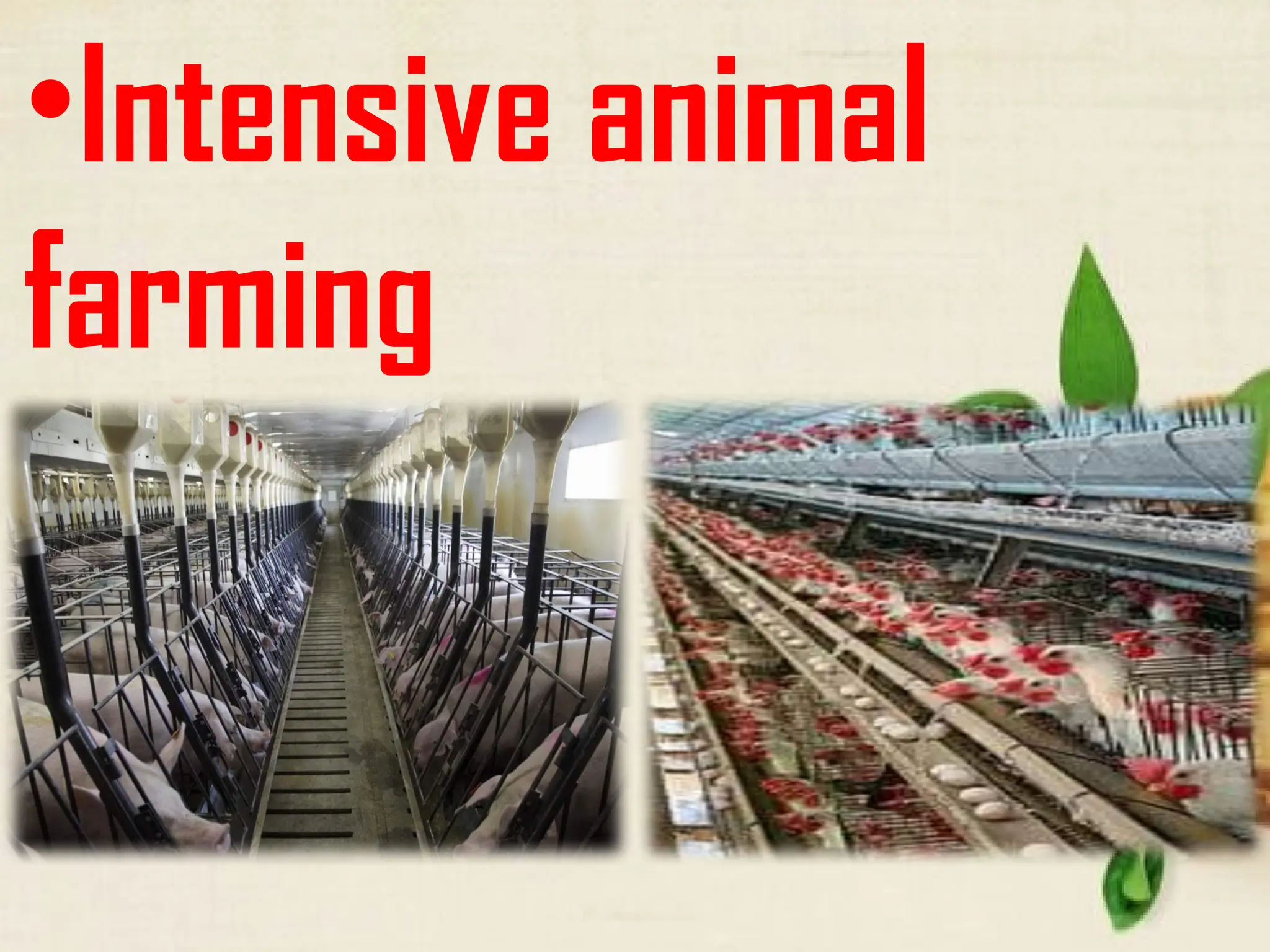 •Intensive animal
farming
 