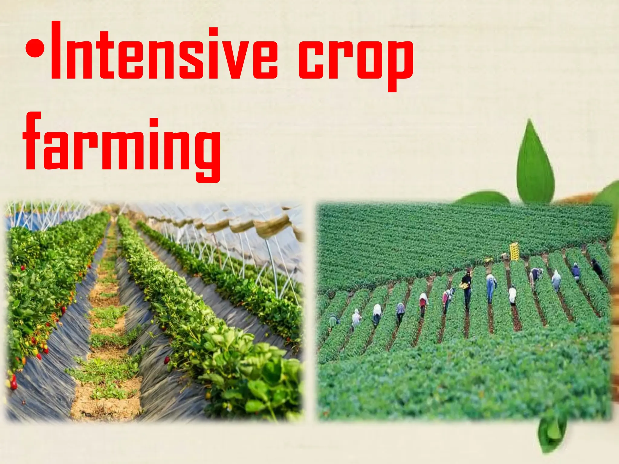 •Intensive crop
farming
 