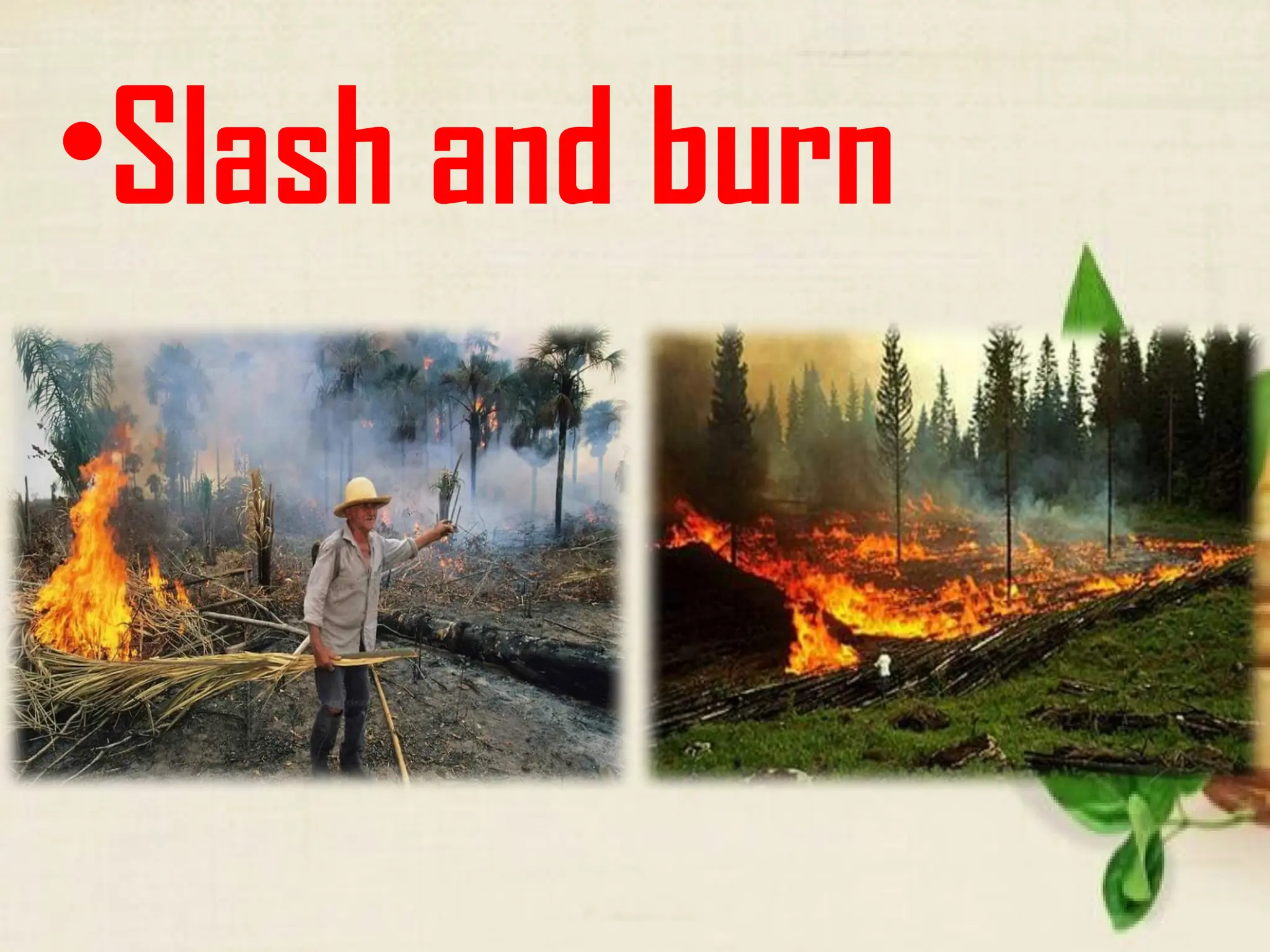 •Slash and burn
 