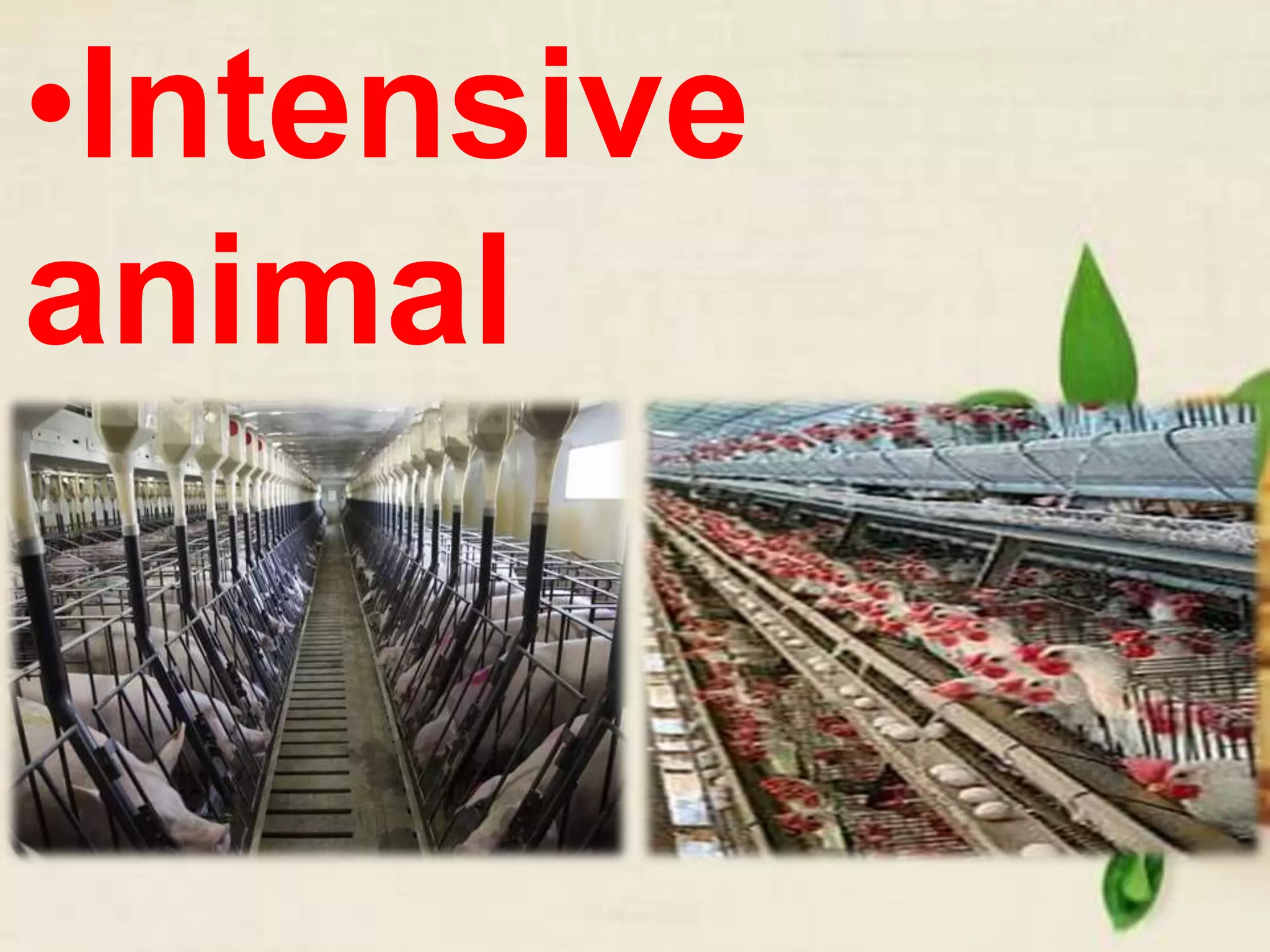 •Intensive
animal
farming
 