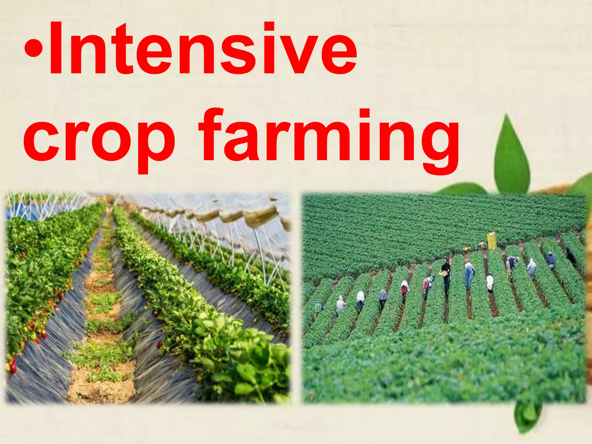 •Intensive
crop farming
 