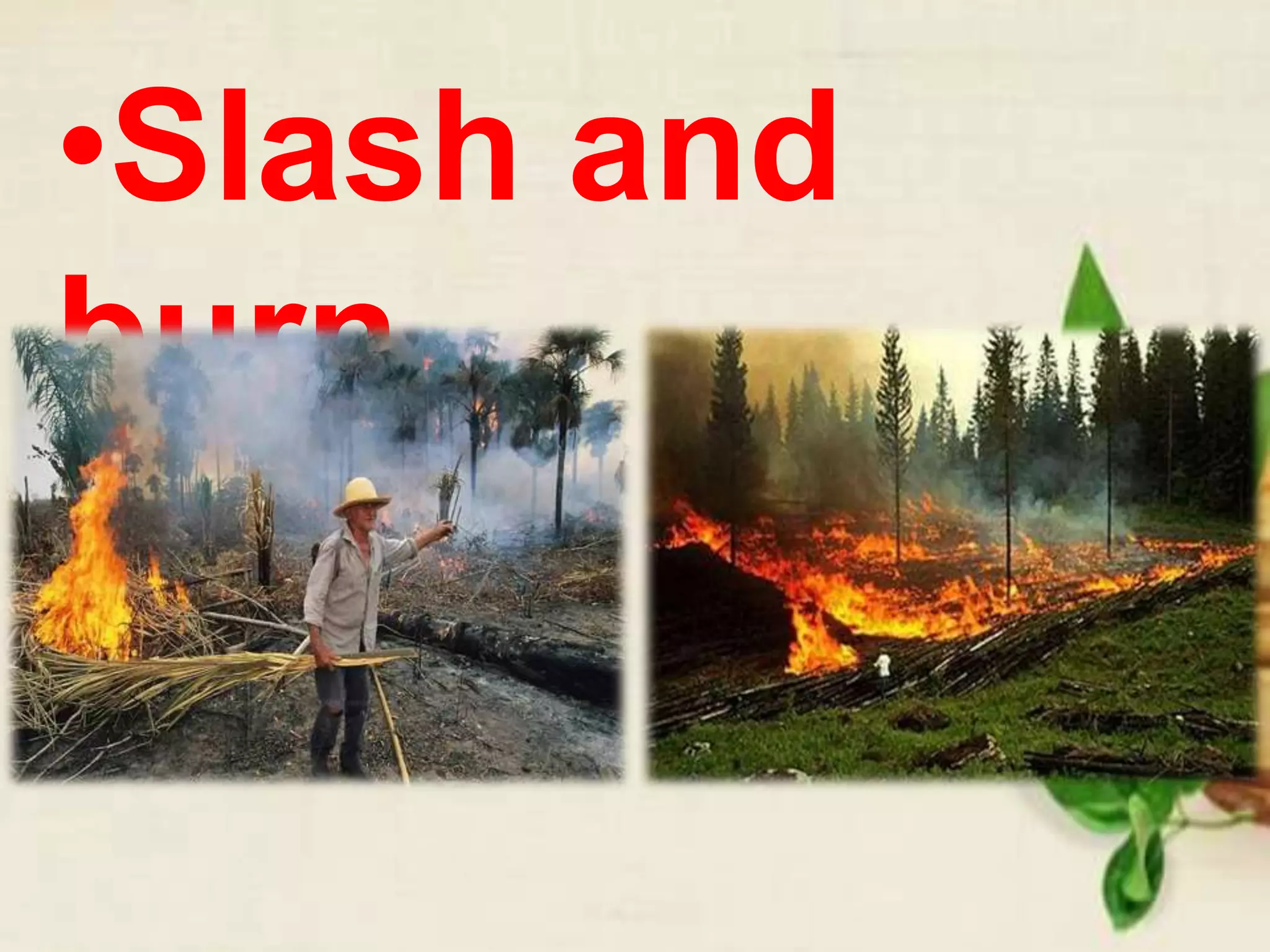 •Slash and
burn
 