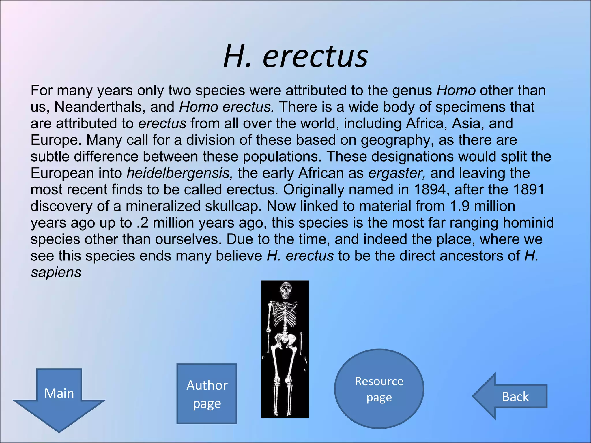 H. erectus Author page Resource page Main Back For many years only two species were attributed to the genus  Homo  other than us, Neanderthals, and  Homo erectus.  There is a wide body of specimens that  are attributed to  erectus  from all over the world, including Africa, Asia, and Europe. Many call for a division of these based on geography, as there are subtle difference between these populations. These designations would split the European into  heidelbergensis,  the early African as  ergaster,  and leaving the most recent finds to be called erectus .  Originally named in 1894, after the 1891 discovery of a mineralized skullcap. Now linked to material from 1.9 million years ago up to .2 million years ago, this species is the most far ranging hominid species other than ourselves. Due to the time, and indeed the place, where we see this species ends many believe  H. erectus  to be the direct ancestors of  H. sapiens 