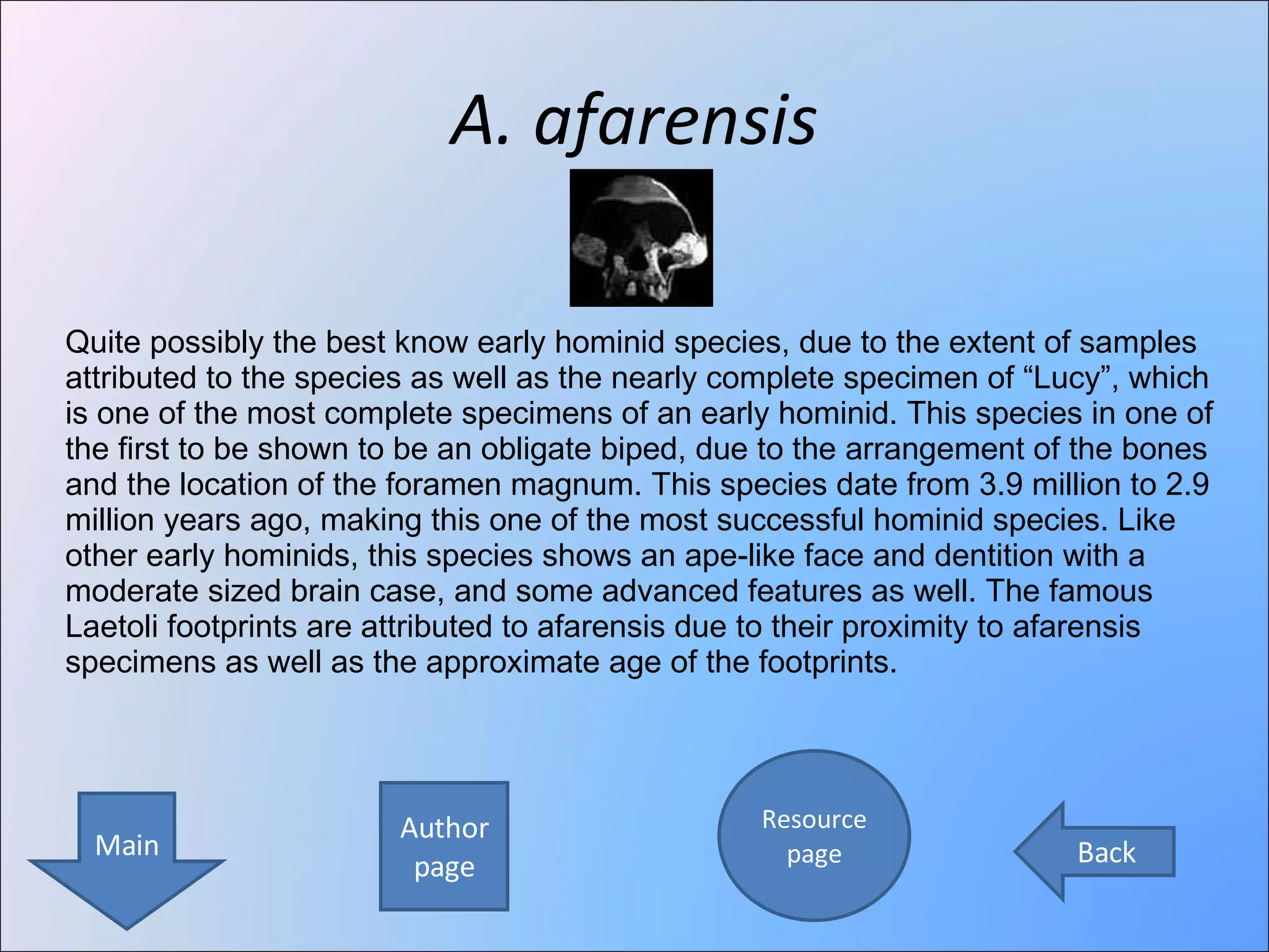 A. afarensis Author page Resource page Main Back Quite possibly the best know early hominid species, due to the extent of samples attributed to the species as well as the nearly complete specimen of “Lucy”, which is one of the most complete specimens of an early hominid. This species in one of the first to be shown to be an obligate biped, due to the arrangement of the bones and the location of the foramen magnum. This species date from 3.9 million to 2.9 million years ago, making this one of the most successful hominid species. Like other early hominids, this species shows an ape-like face and dentition with a moderate sized brain case, and some advanced features as well. The famous Laetoli footprints are attributed to afarensis due to their proximity to afarensis specimens as well as the approximate age of the footprints.  