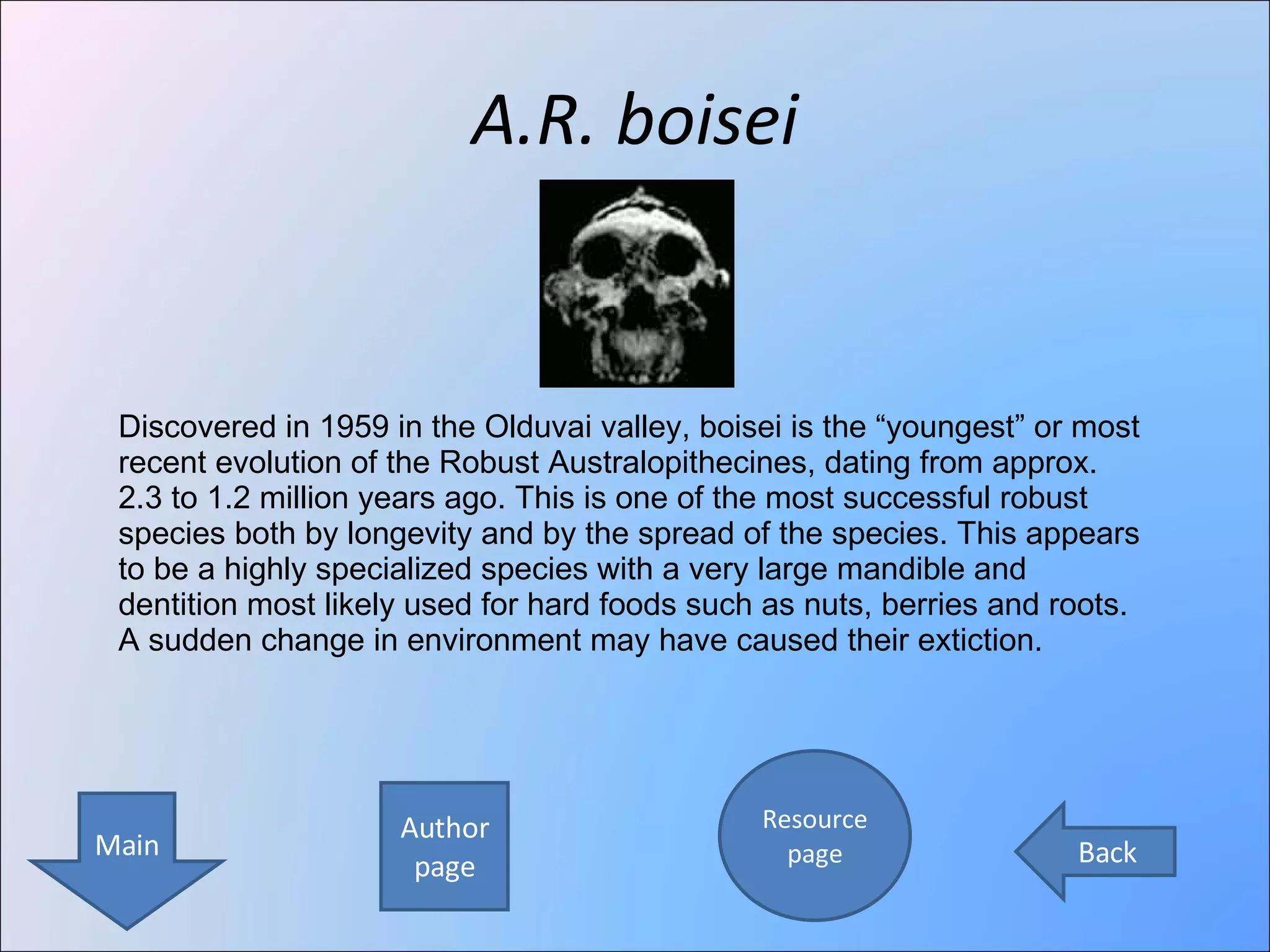 A.R. boisei Author page Resource page Main Back Discovered in 1959 in the Olduvai valley, boisei is the “youngest” or most recent evolution of the Robust Australopithecines, dating from approx. 2.3 to 1.2 million years ago. This is one of the most successful robust species both by longevity and by the spread of the species. This appears to be a highly specialized species with a very large mandible and dentition most likely used for hard foods such as nuts, berries and roots. A sudden change in environment may have caused their extiction. 