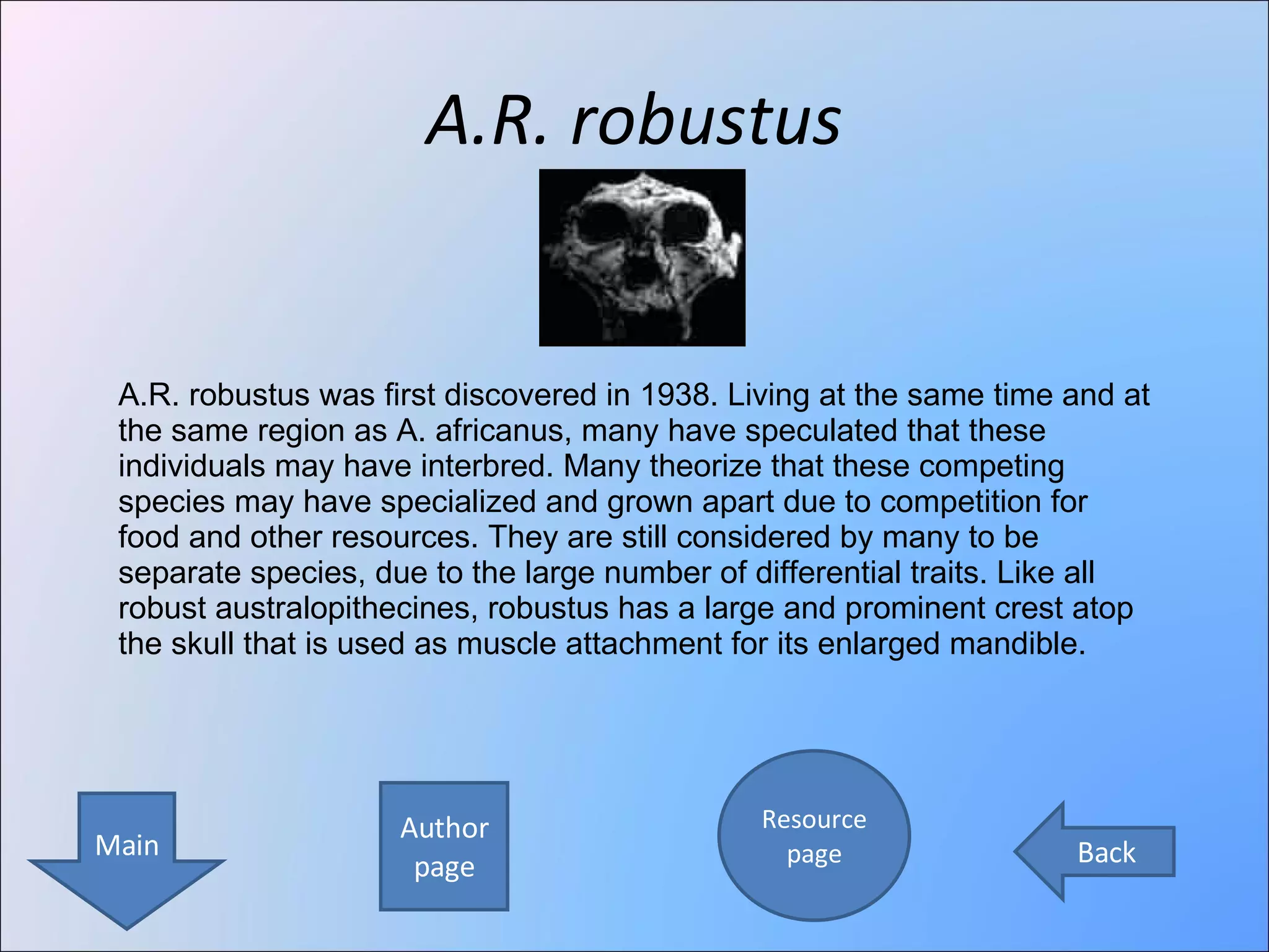 A.R. robustus Author page Resource page Main Back A.R. robustus was first discovered in 1938. Living at the same time and at the same region as A. africanus, many have speculated that these individuals may have interbred. Many theorize that these competing species may have specialized and grown apart due to competition for food and other resources. They are still considered by many to be separate species, due to the large number of differential traits. Like all robust australopithecines, robustus has a large and prominent crest atop the skull that is used as muscle attachment for its enlarged mandible.  