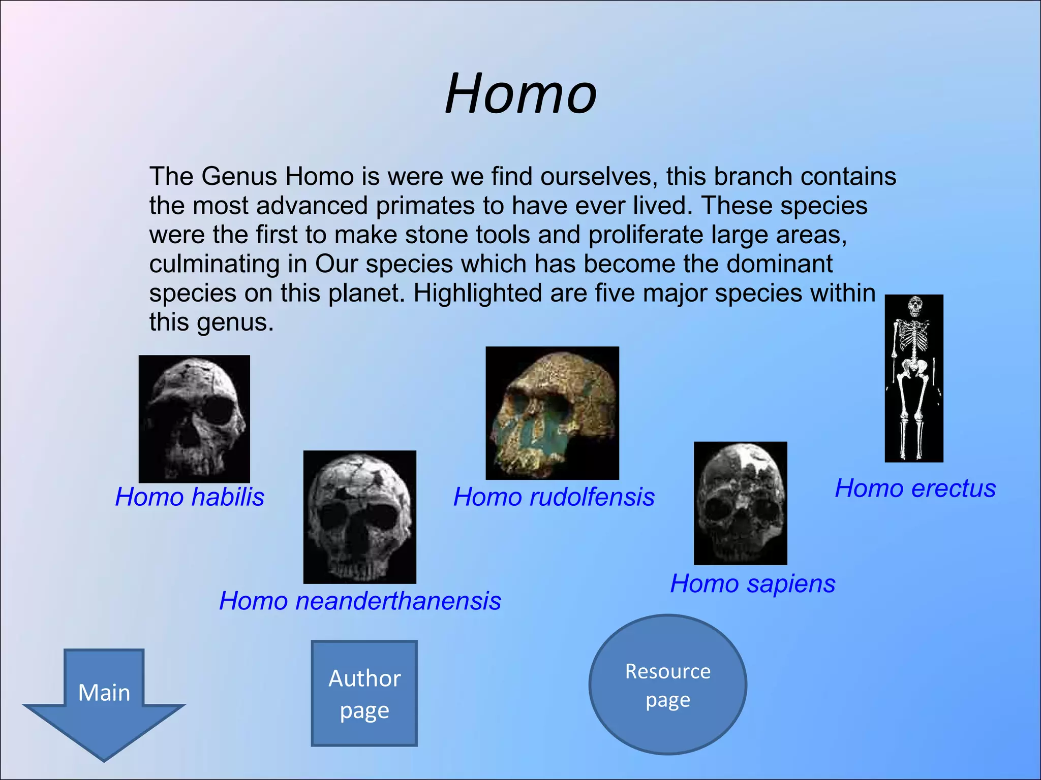 Homo The Genus Homo is were we find ourselves, this branch contains the most advanced primates to have ever lived. These species were the first to make stone tools and proliferate large areas, culminating in Our species which has become the dominant species on this planet. Highlighted are five major species within this genus.  Homo sapiens Homo neanderthanensis Homo erectus Homo habilis Homo rudolfensis Author page Resource page Main 