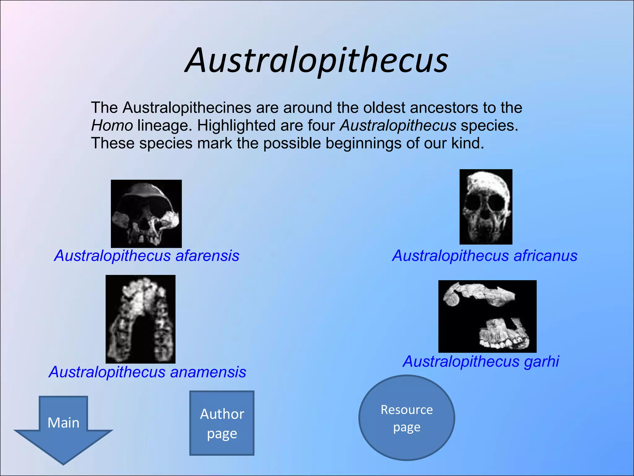 Australopithecus The Australopithecines are around the oldest ancestors to the  Homo  lineage. Highlighted are four  Australopithecus  species. These species mark the possible beginnings of our kind. Australopithecus afarensis Australopithecus africanus Australopithecus anamensis Australopithecus garhi Author page Resource page Main 