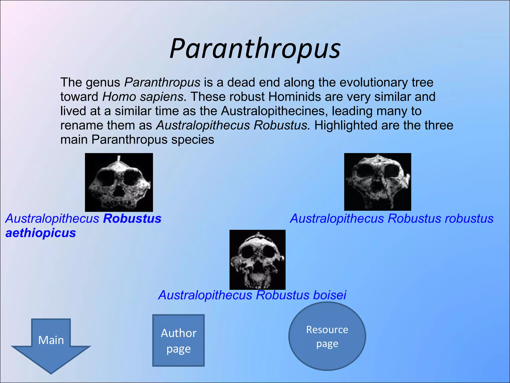 Paranthropus The genus  Paranthropus  is a dead end along the evolutionary tree toward  Homo sapiens . These robust Hominids are very similar and lived at a similar time as the Australopithecines, leading many to rename them as  Australopithecus Robustus.  Highlighted are the three main Paranthropus species Australopithecus   Robustus   aethiopicus   Australopithecus Robustus boisei  Australopithecus Robustus robustus Author page Resource page Main 
