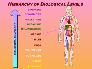 H IERARCHY OF  B IOLOGICAL  L EVELS BIOSPHERE COMMUNITIES POPULATIONS ORGANISMS ORGAN SYSTEMS ORGANS TISSUES CELLS ORGANEL...