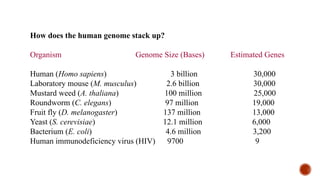 How does the human genome stack up?
Organism Genome Size (Bases) Estimated Genes
Human (Homo sapiens) 3 billion 30,000
Laboratory mouse (M. musculus) 2.6 billion 30,000
Mustard weed (A. thaliana) 100 million 25,000
Roundworm (C. elegans) 97 million 19,000
Fruit fly (D. melanogaster) 137 million 13,000
Yeast (S. cerevisiae) 12.1 million 6,000
Bacterium (E. coli) 4.6 million 3,200
Human immunodeficiency virus (HIV) 9700 9
 