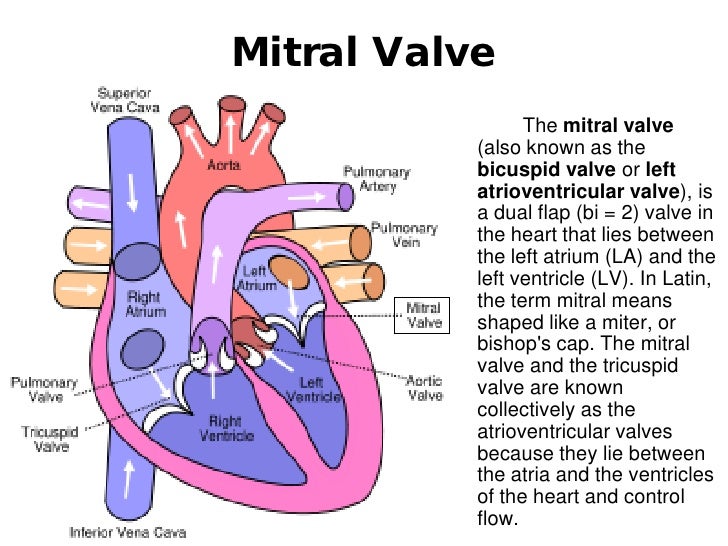 Human heart