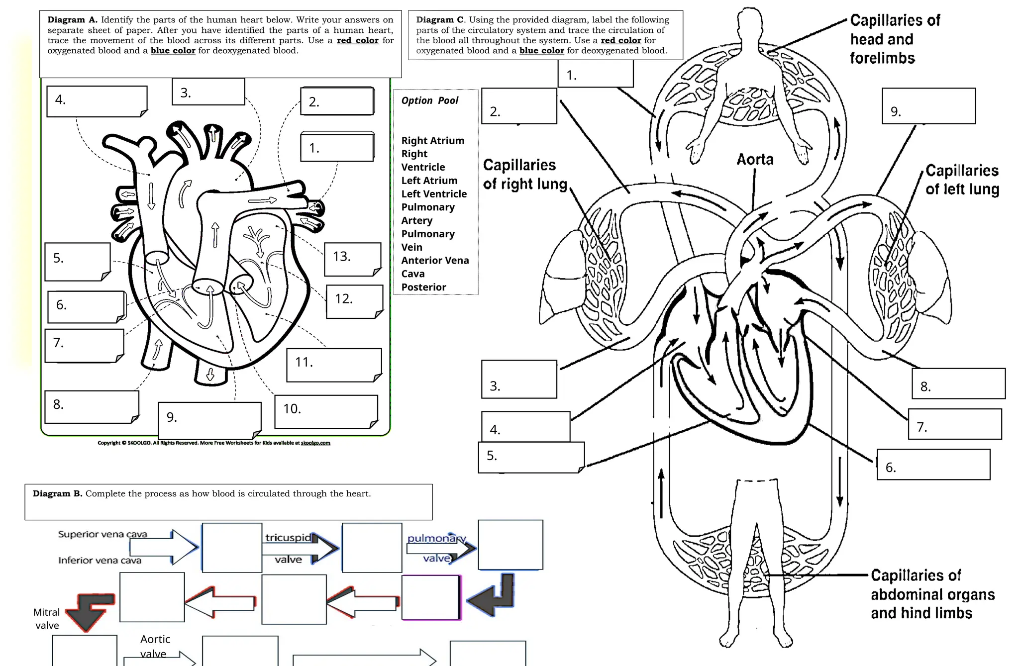 Human Heart Activity Sheet for G9 Learners | DOCX
