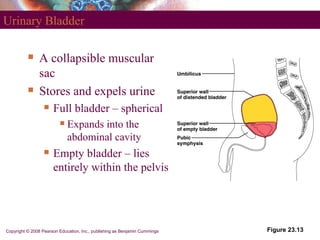 Capacious Bladder Human Human Anatomy Urinary System | PPT