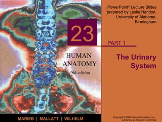 The Urinary System PART 1 