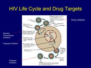HIV Life Cycle and Drug Targets Reverse Transcriptase Inhibitors Integrase Inhibitors Protease Inhibitors Entry Inhibitors 