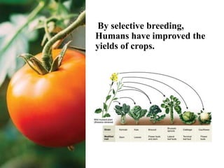 By selective breeding,
Humans have improved the
yields of crops.
 