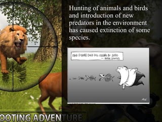 Hunting of animals and birds
and introduction of new
predators in the environment
has caused extinction of some
species.
 