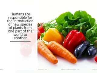 Humans are
responsible for
the introduction
of new species
of plants from
one part of the
world to
another
 