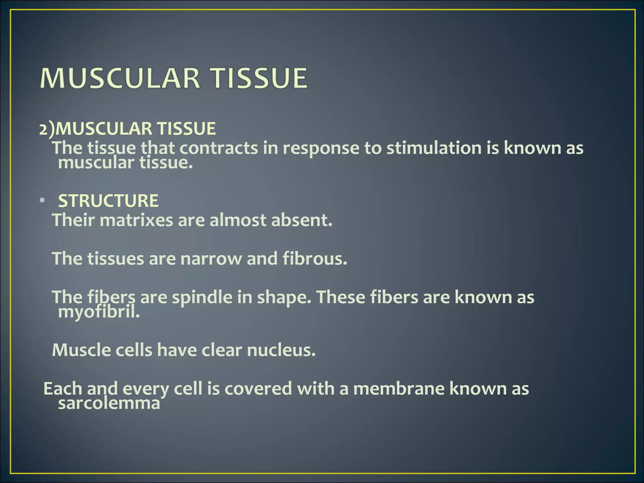 2)MUSCULAR TISSUE
The tissue that contracts in response to stimulation is known as
muscular tissue.
• STRUCTURE
Their matrixes are almost absent.
The tissues are narrow and fibrous.
The fibers are spindle in shape. These fibers are known as
myofibril.
Muscle cells have clear nucleus.
Each and every cell is covered with a membrane known as
sarcolemma
 