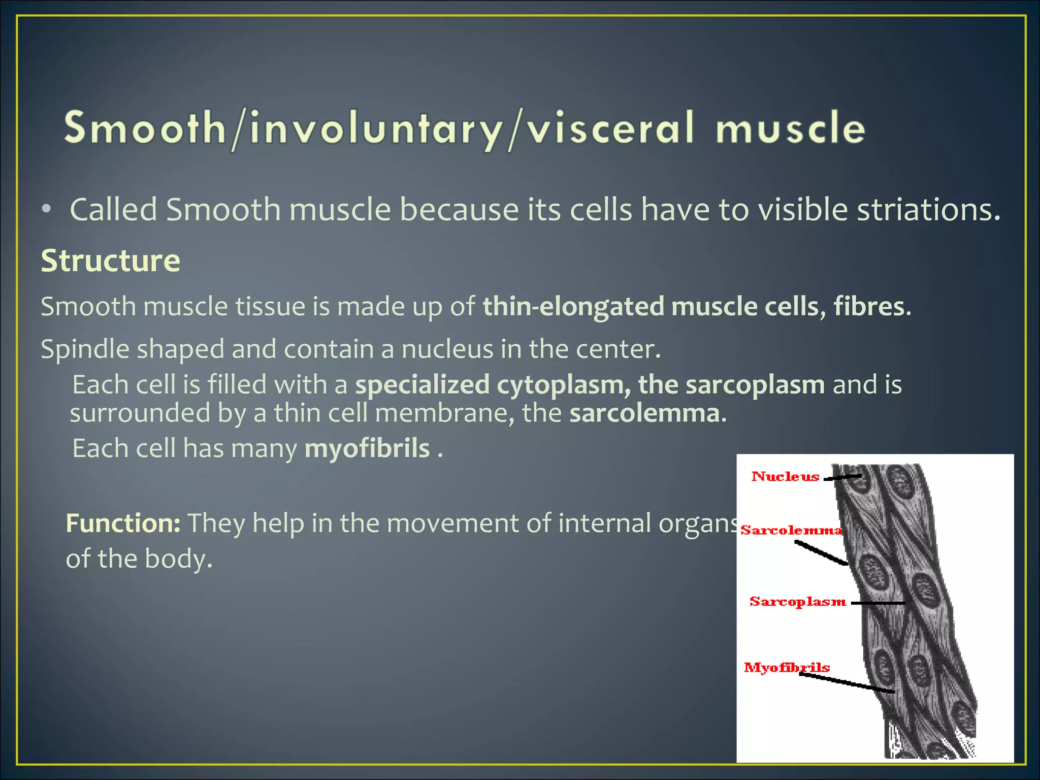 • Called Smooth muscle because its cells have to visible striations.
Structure
Smooth muscle tissue is made up of thin-elongated muscle cells, fibres.
Spindle shaped and contain a nucleus in the center.
Each cell is filled with a specialized cytoplasm, the sarcoplasm and is
surrounded by a thin cell membrane, the sarcolemma.
Each cell has many myofibrils .
Function: They help in the movement of internal organs
of the body.
 