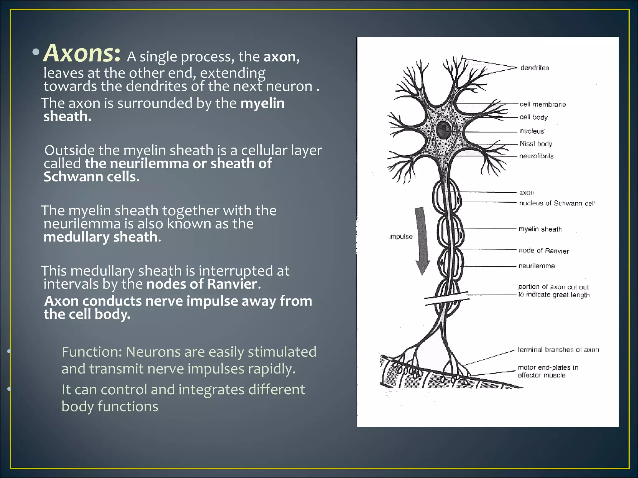 •Axons: A single process, the axon,
leaves at the other end, extending
towards the dendrites of the next neuron .
The axon is surrounded by the myelin
sheath.
Outside the myelin sheath is a cellular layer
called the neurilemma or sheath of
Schwann cells.
The myelin sheath together with the
neurilemma is also known as the
medullary sheath.
This medullary sheath is interrupted at
intervals by the nodes of Ranvier.
Axon conducts nerve impulse away from
the cell body.
• Function: Neurons are easily stimulated
and transmit nerve impulses rapidly.
• It can control and integrates different
body functions
 