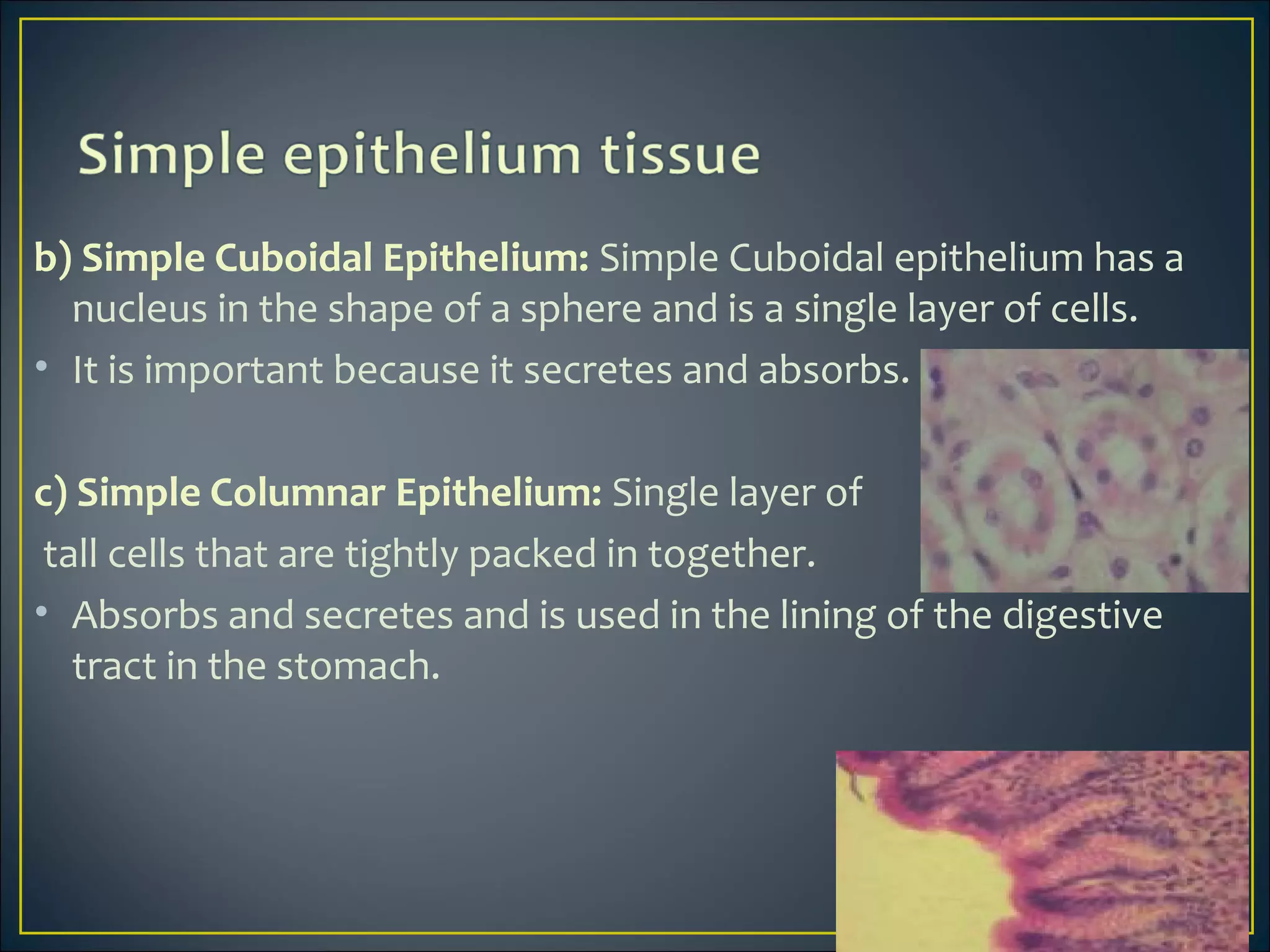 b) Simple Cuboidal Epithelium: Simple Cuboidal epithelium has a
nucleus in the shape of a sphere and is a single layer of cells.
• It is important because it secretes and absorbs.
c) Simple Columnar Epithelium: Single layer of
tall cells that are tightly packed in together.
• Absorbs and secretes and is used in the lining of the digestive
tract in the stomach.
 