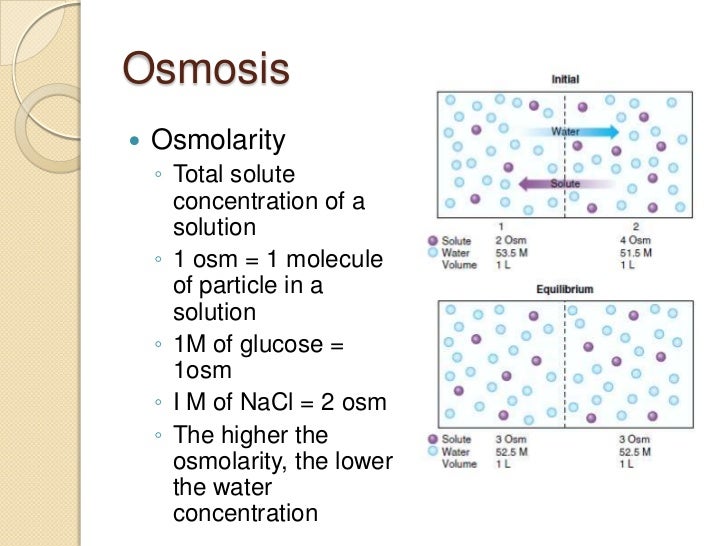 Human Physiology Part 2