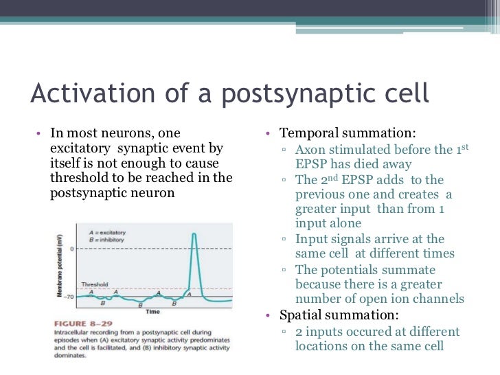 Human Physiology Part 4