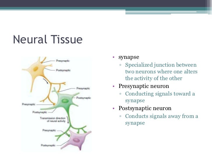 presynaptic neuron