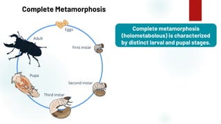 10
Complete Metamorphosis
Complete metamorphosis
(holometabolous) is characterized
by distinct larval and pupal stages.
 