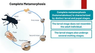 12
Complete Metamorphosis
Complete metamorphosis
(holometabolous) is characterized
by distinct larval and pupal stages.
The larval stage does not resemble
the adult individual.
The larval stages also undergo
several molting stages.
 