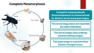 13
Complete Metamorphosis
Complete metamorphosis
(holometabolous) is characterized
by distinct larval and pupal stages.
The larval stage does not resemble
the adult individual.
The larval stages also undergo
several molting stages.
The pupa stage is a period when
drastic changes occur.
 