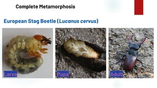 14
Complete Metamorphosis
European Stag Beetle (Lucanus cervus)
Larva Pupa Adult
 