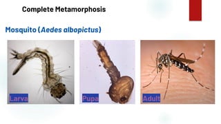 15
Complete Metamorphosis
Mosquito (Aedes albopictus)
Larva Pupa Adult
 