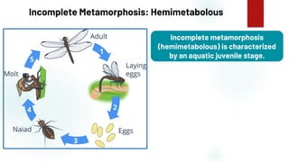 17
Incomplete Metamorphosis: Hemimetabolous
Incomplete metamorphosis
(hemimetabolous) is characterized
by an aquatic juvenile stage.
 