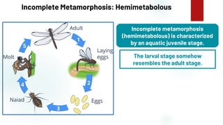 18
Incomplete Metamorphosis: Hemimetabolous
Incomplete metamorphosis
(hemimetabolous) is characterized
by an aquatic juvenile stage.
The larval stage somehow
resembles the adult stage.
 