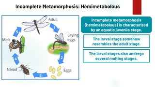 19
Incomplete Metamorphosis: Hemimetabolous
Incomplete metamorphosis
(hemimetabolous) is characterized
by an aquatic juvenile stage.
The larval stage somehow
resembles the adult stage.
The larval stages also undergo
several molting stages.
 