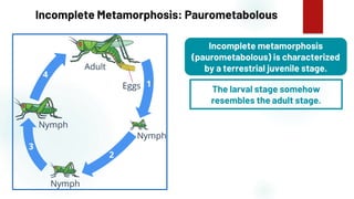 23
Incomplete Metamorphosis: Paurometabolous
Incomplete metamorphosis
(paurometabolous) is characterized
by a terrestrial juvenile stage.
The larval stage somehow
resembles the adult stage.
 
