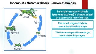 24
Incomplete Metamorphosis: Paurometabolous
Incomplete metamorphosis
(paurometabolous) is characterized
by a terrestrial juvenile stage.
The larval stage somehow
resembles the adult stage.
The larval stages also undergo
several molting stages.
 
