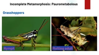 26
Incomplete Metamorphosis: Paurometabolous
Grasshoppers
Nymph Molting adult
 