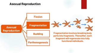 29
Asexual Reproduction
Fragmentation involves breaking body
parts into fragments. Thereafter, each
fragment will regenerate into fully
functional individuals.
Asexual
Reproduction
Fission
Fragmentation
Budding
Parthenogenesis
 