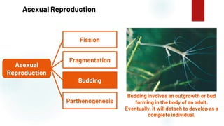 30
Asexual Reproduction
Budding involves an outgrowth or bud
forming in the body of an adult.
Eventually, it will detach to develop as a
complete individual.
Asexual
Reproduction
Fission
Fragmentation
Budding
Parthenogenesis
 