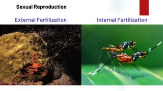 33
Sexual Reproduction
External Fertilization Internal Fertilization
 