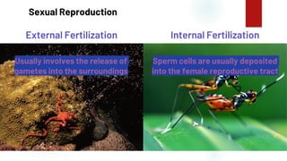 34
Sexual Reproduction
External Fertilization Internal Fertilization
Usually involves the release of
gametes into the surroundings
Sperm cells are usually deposited
into the female reproductive tract
 