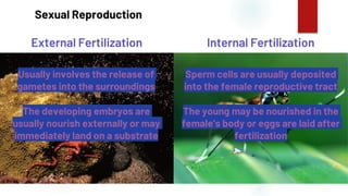 35
Sexual Reproduction
External Fertilization Internal Fertilization
Usually involves the release of
gametes into the surroundings
Sperm cells are usually deposited
into the female reproductive tract
The developing embryos are
usually nourish externally or may
immediately land on a substrate
The young may be nourished in the
female’s body or eggs are laid after
fertilization
 