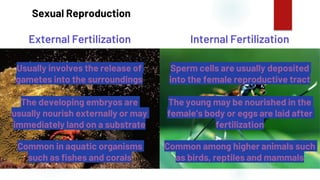 36
Sexual Reproduction
External Fertilization Internal Fertilization
Usually involves the release of
gametes into the surroundings
Sperm cells are usually deposited
into the female reproductive tract
The developing embryos are
usually nourish externally or may
immediately land on a substrate
The young may be nourished in the
female’s body or eggs are laid after
fertilization
Common in aquatic organisms
such as fishes and corals
Common among higher animals such
as birds, reptiles and mammals
 